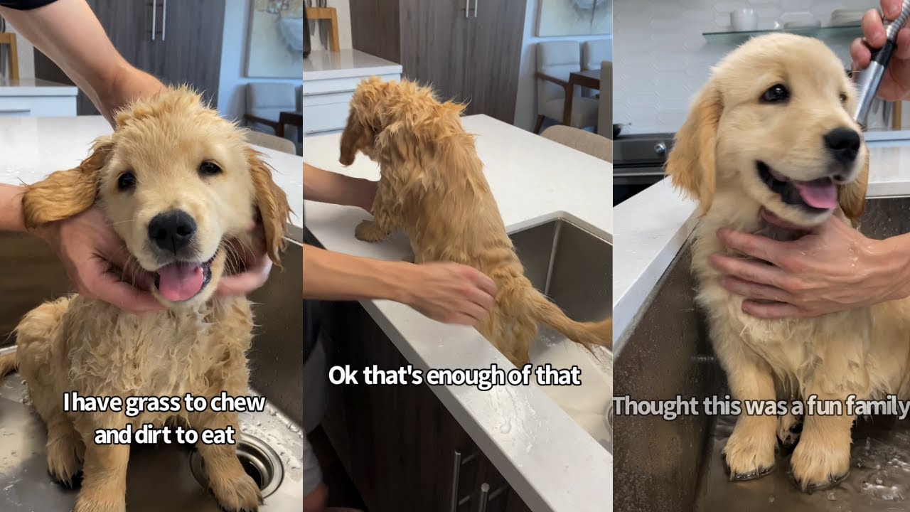 Puppy Gets His First Bath And Tries To Escape Three Times