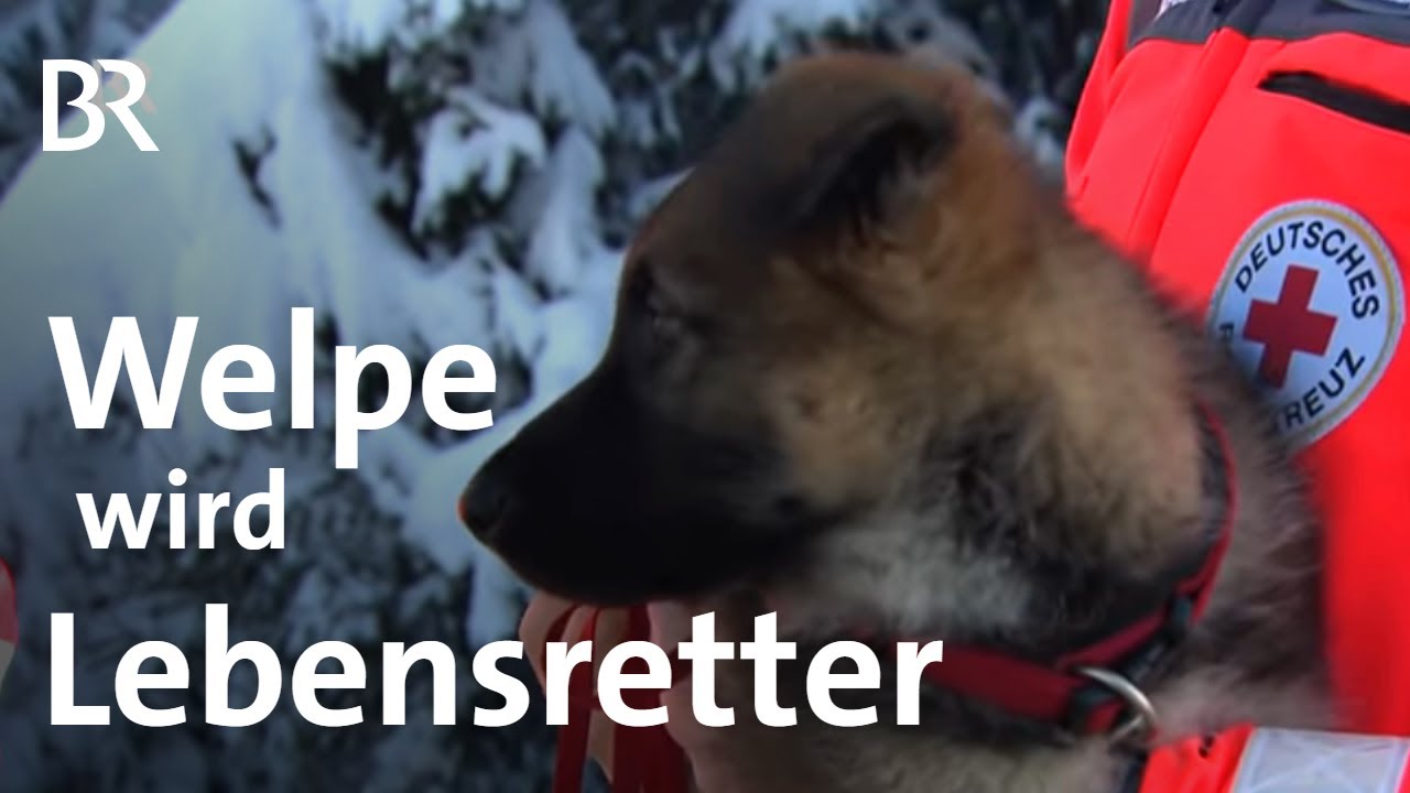 Lebensretter auf 4 Pfoten: Vom tapsigen Welpen zum Trümmerhund | Schwaben & Altbayern | BR
