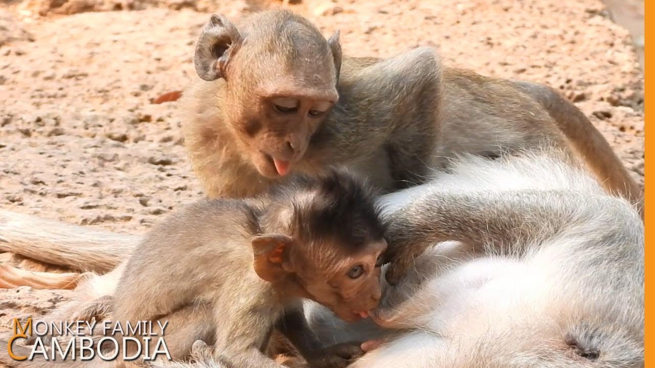 OMG...Julina want to steal milk from Jade when Jayden nursing.