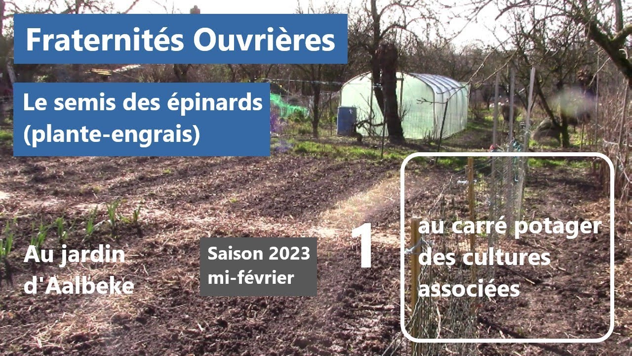 Fraternités Ouvrières - Cult. assoc. : saison 2023 épisode. 1 - L'épinard, la plante engrais