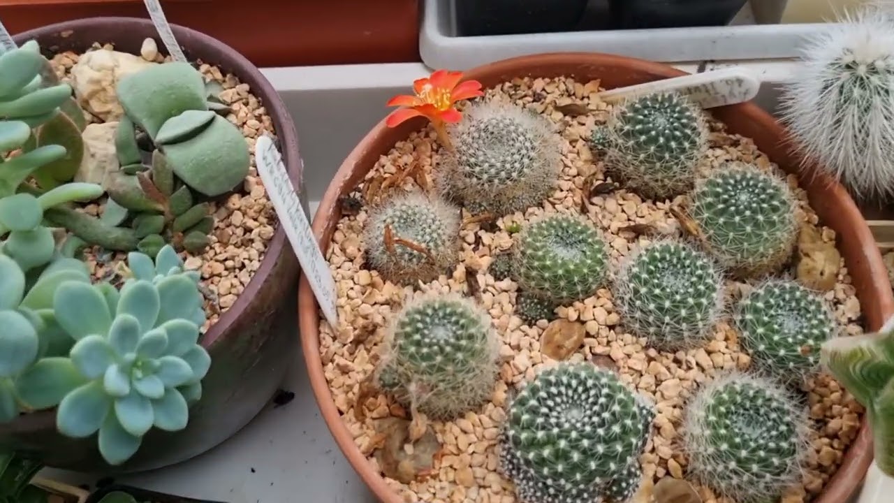 Семена и ягодки 🌵.