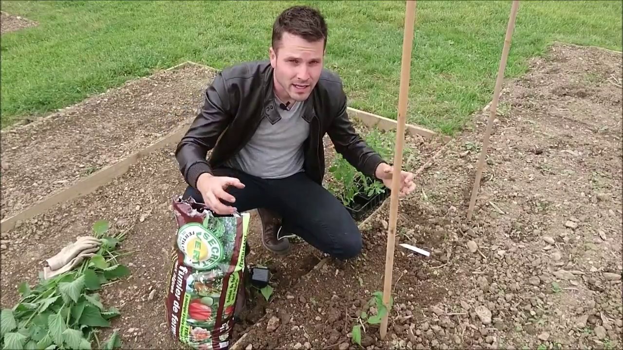 Comment planter des tomates ?