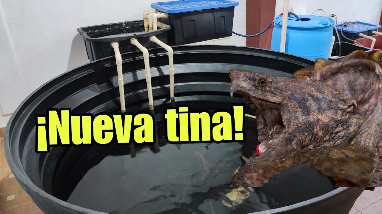 La nueva tina de 1700 LITROS - Mi TORTUGA CAIMÁN es MACHO