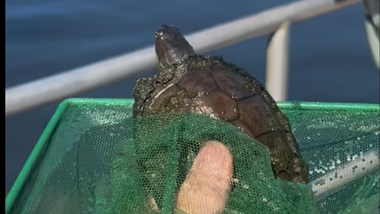 Una Tortuga nos Mordió!😱Fuimos de Pesca ! 