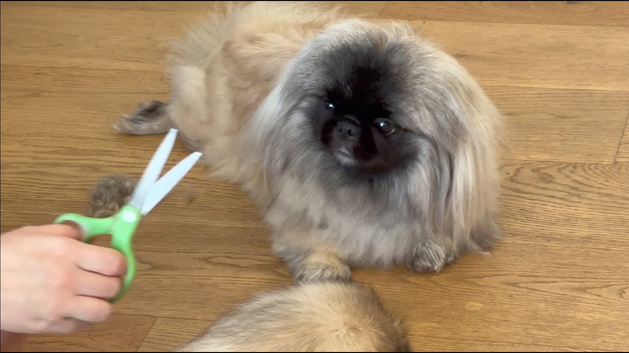 HOW TO CUT & GROOM PEKINGESE COAT AT HOME?  Dannica’s Lifestyle