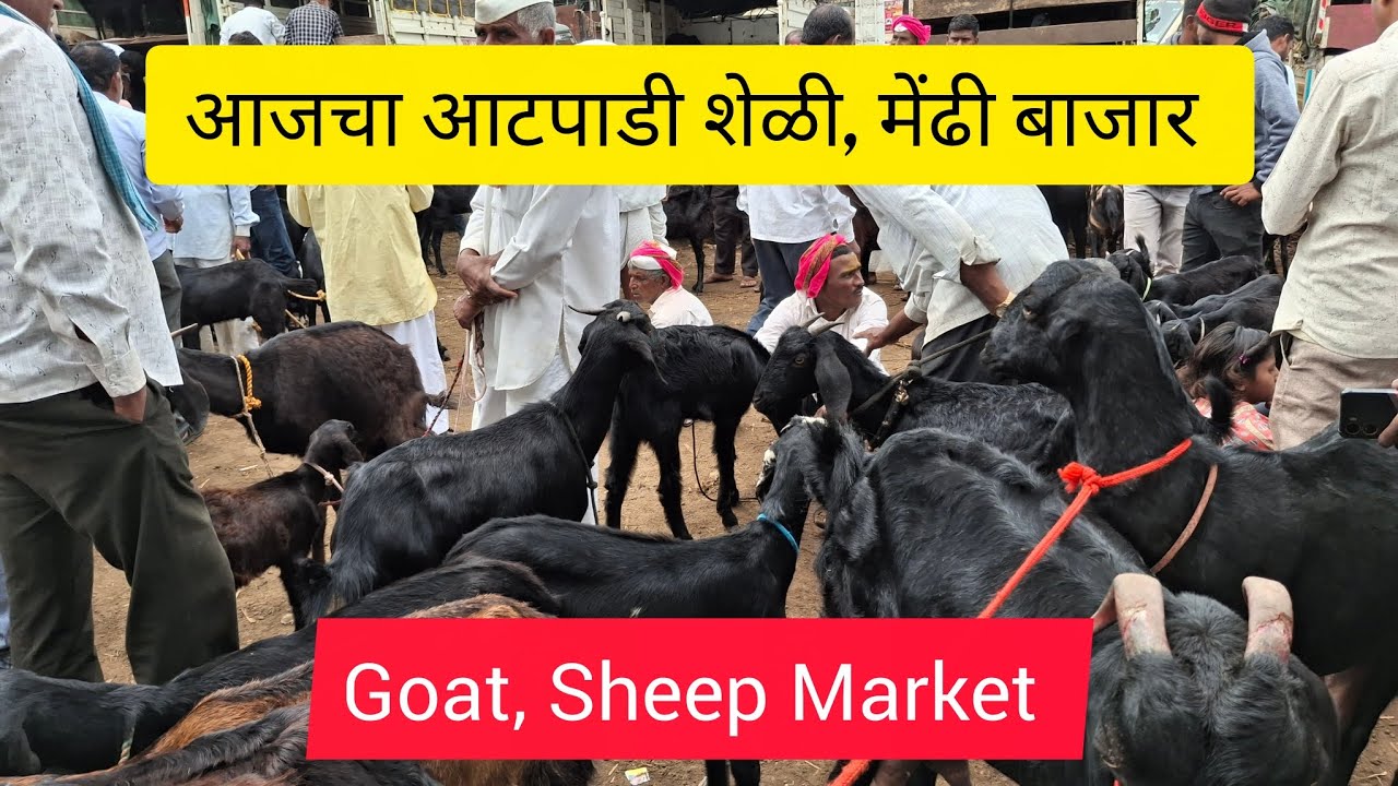 आजचा आटपाडी शेळी, मेंढी बाजार, आज का बकरी बाजार Todays Goat, Sheep Market 01-11-2025