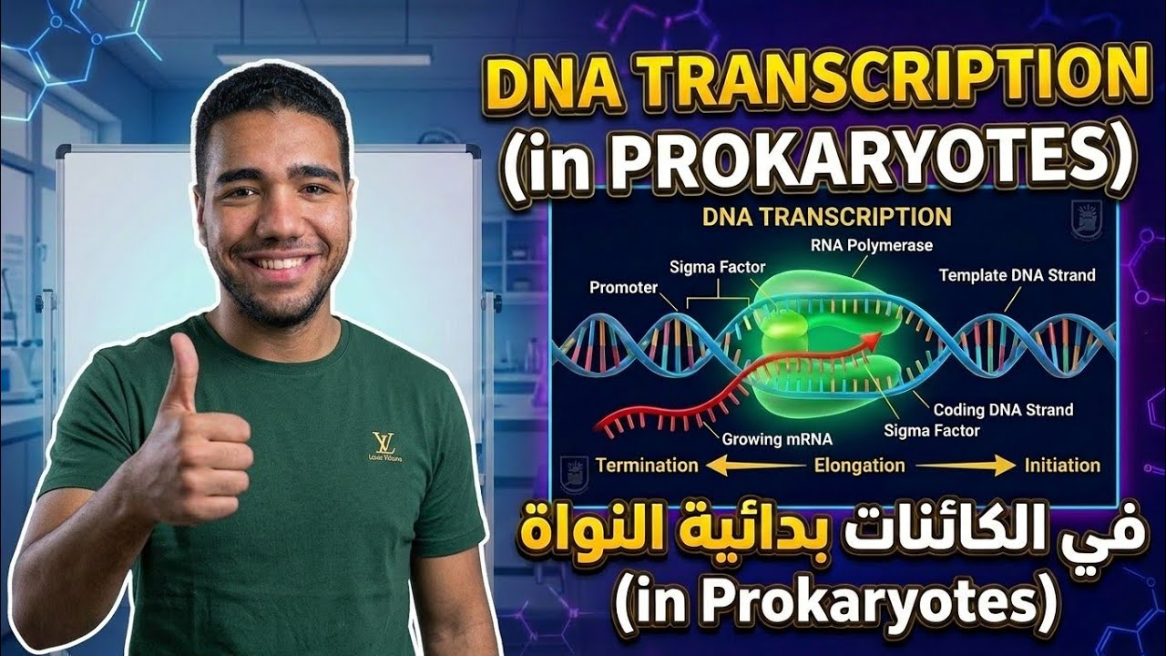 DNA Transcription in Prokaryotes Explained Simply