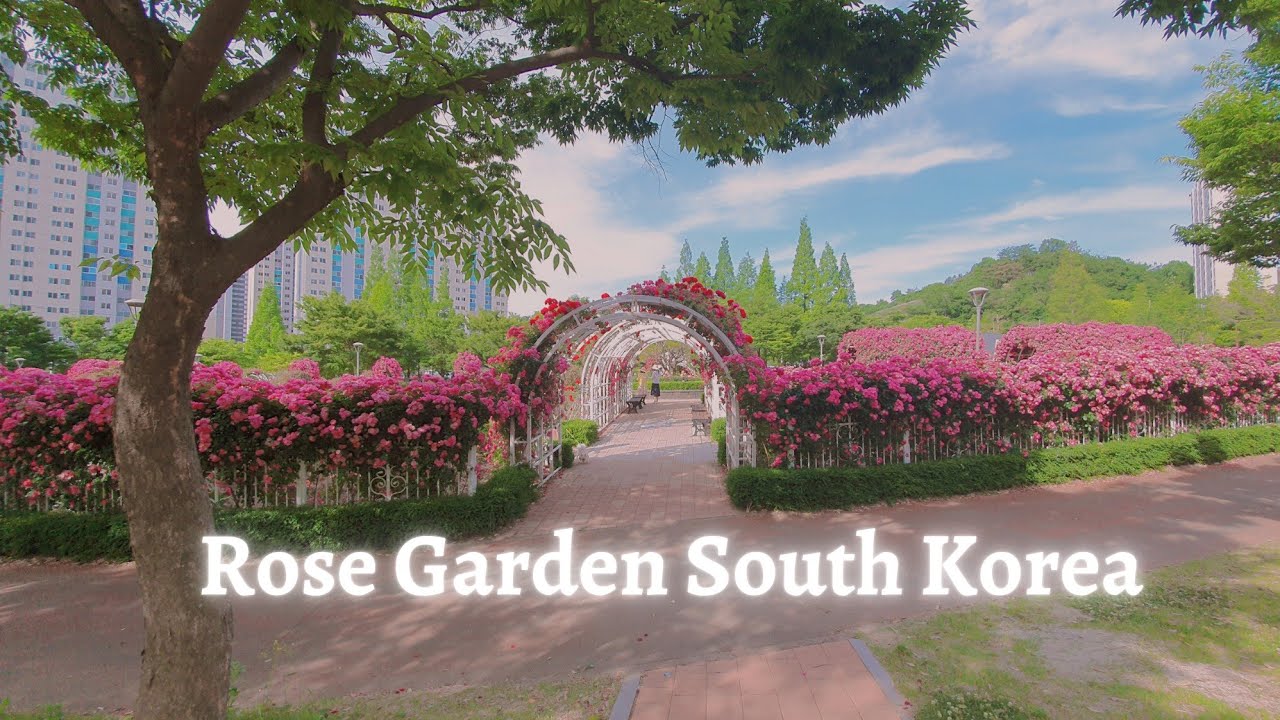 Rose Garden|Gwangyang |South Korea
