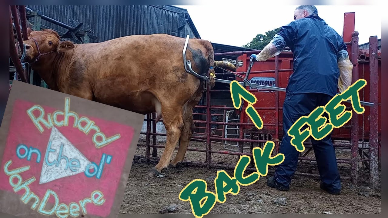 DIFFICULT CALVING