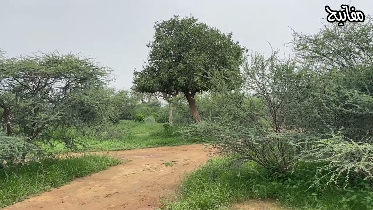 منتزة البراري العجيب في هروب جازان