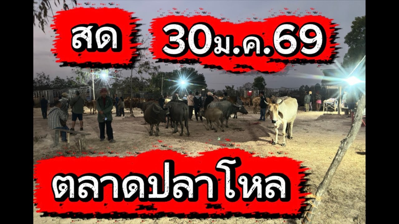 ชมบรรยากาศตลาดนัดโคกระบือปลาโหล อ.วานร จ.สกลนคร #ราคาวัววันนี้ 30/1/69