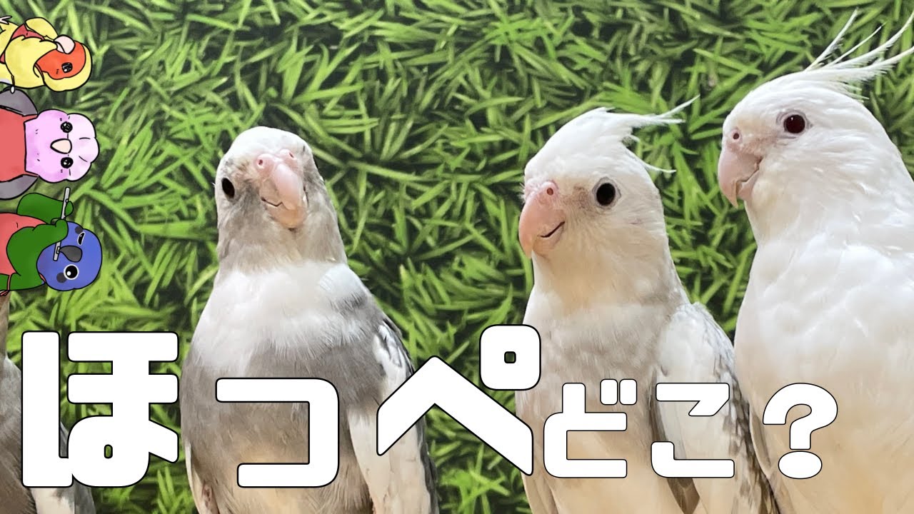 【ほっぺはどこ？】オカメインコじゃないオカメ【こんぱまる名古屋店】