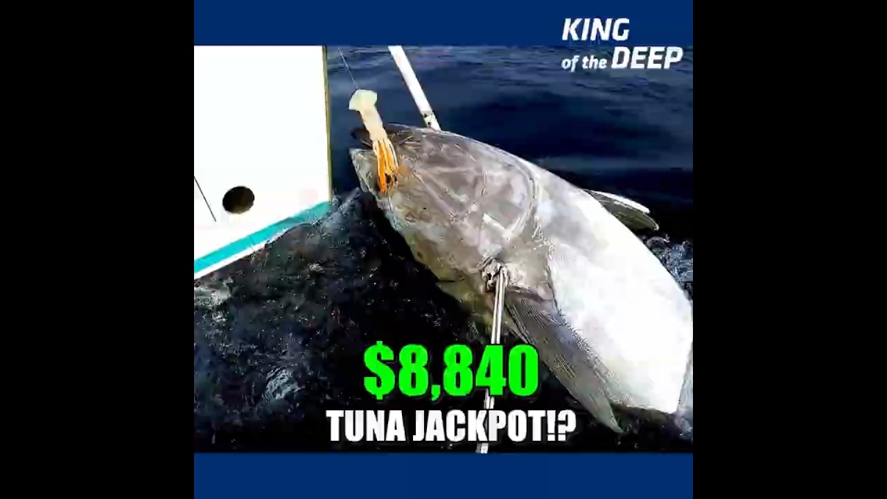 $8,840 Tuna Jackpot! Greg vs. TJ vs. Nick &ndash; Whose Tuna Made the Most Money?