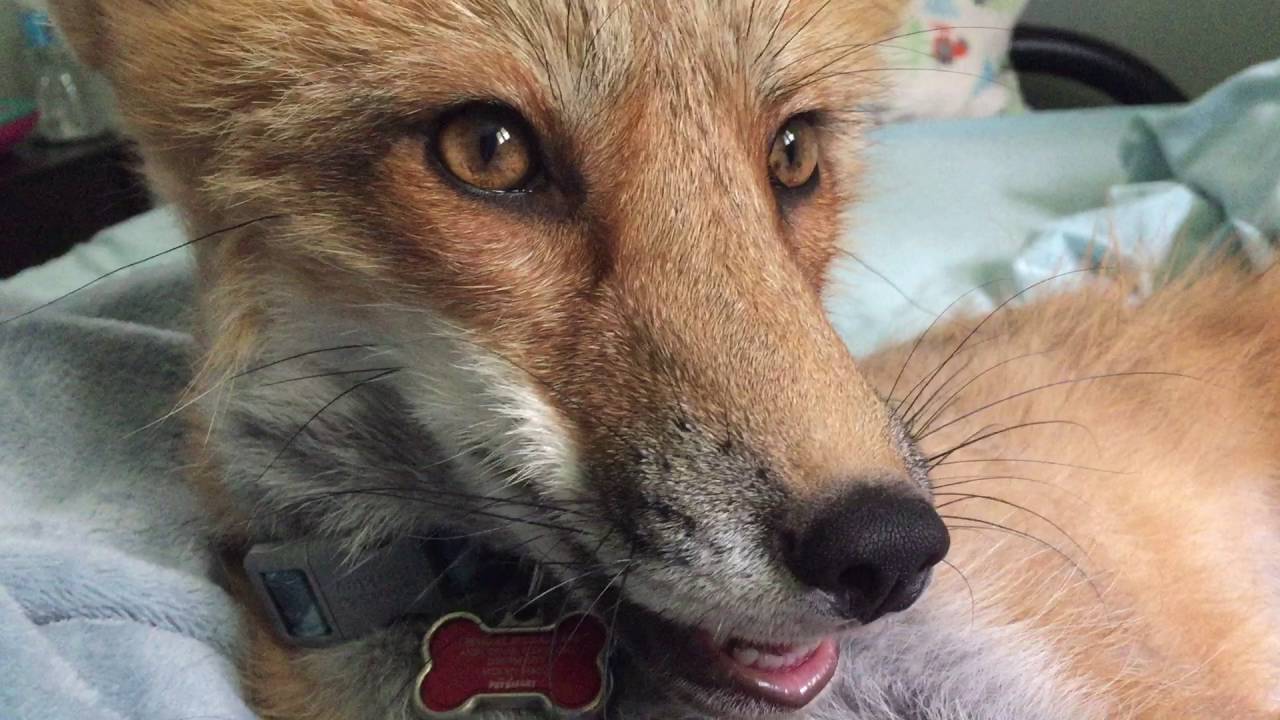 The Fox Says 