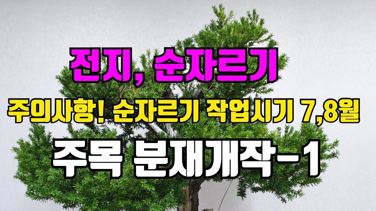 [금현분재] 주목 분재 개작-1 순자르기 Taxus cuspidata (Yew) bonsai demo Part.1 /분재/盆栽/Bonsai/c&acirc;y cảnh