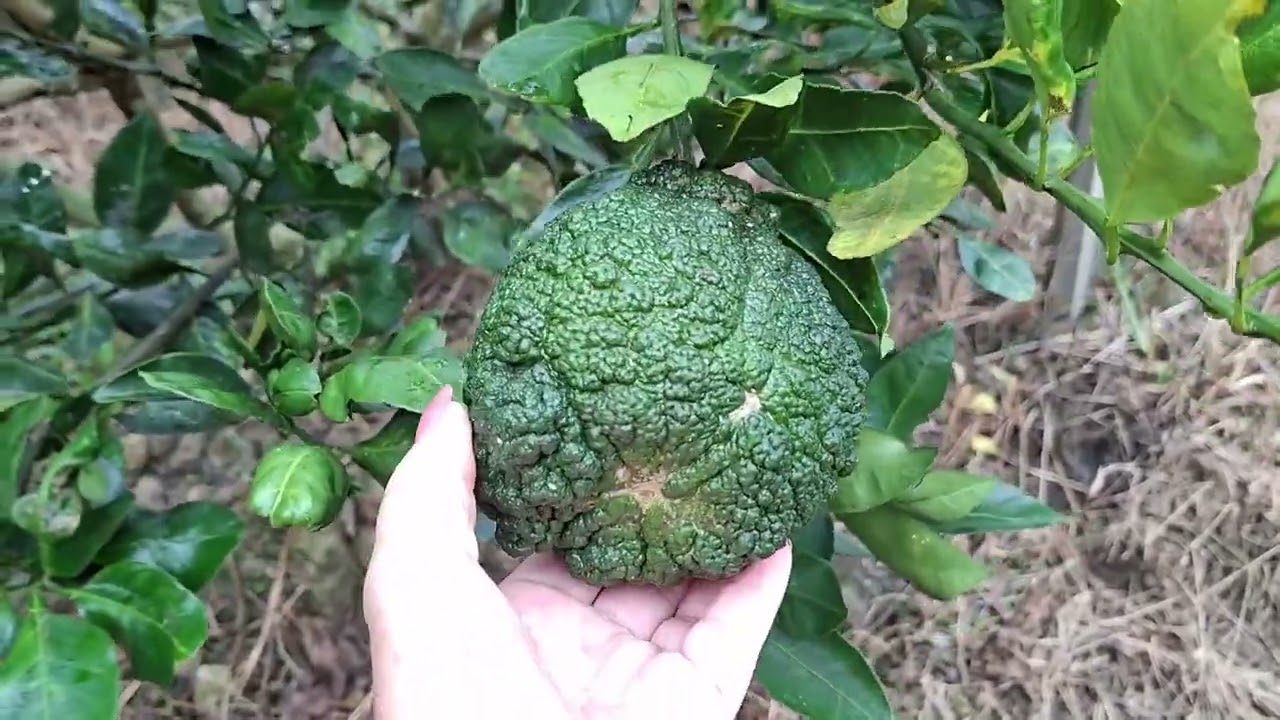 MENGAMBIL BUAH BUAHAN DIKEBUN #DAILY VLOG 
