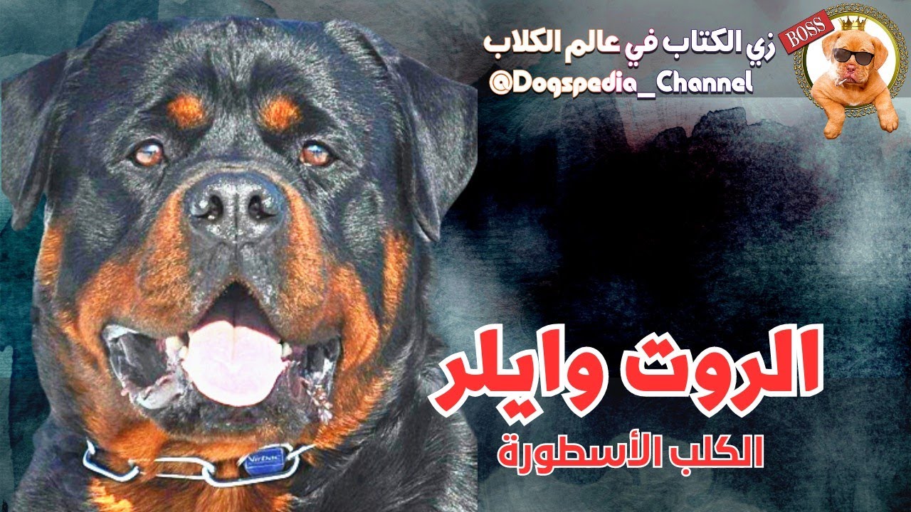 كلب الروت وايلر | أهم كلاب الحراسة في العالم