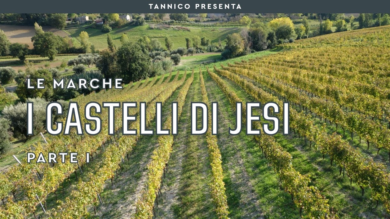 Il Verdicchio dei Castelli di Jesi - Parte I | Tannico Flying School