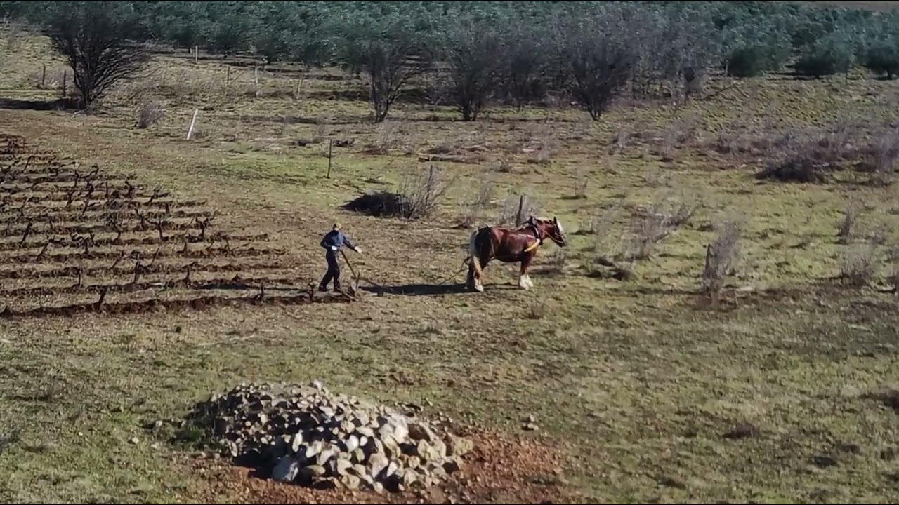 travail vigne cheval