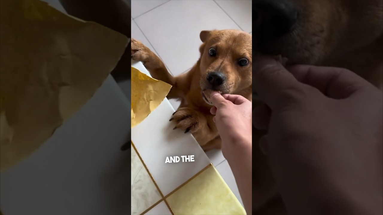 This dog will never trust him again 😂 @jiugecoca