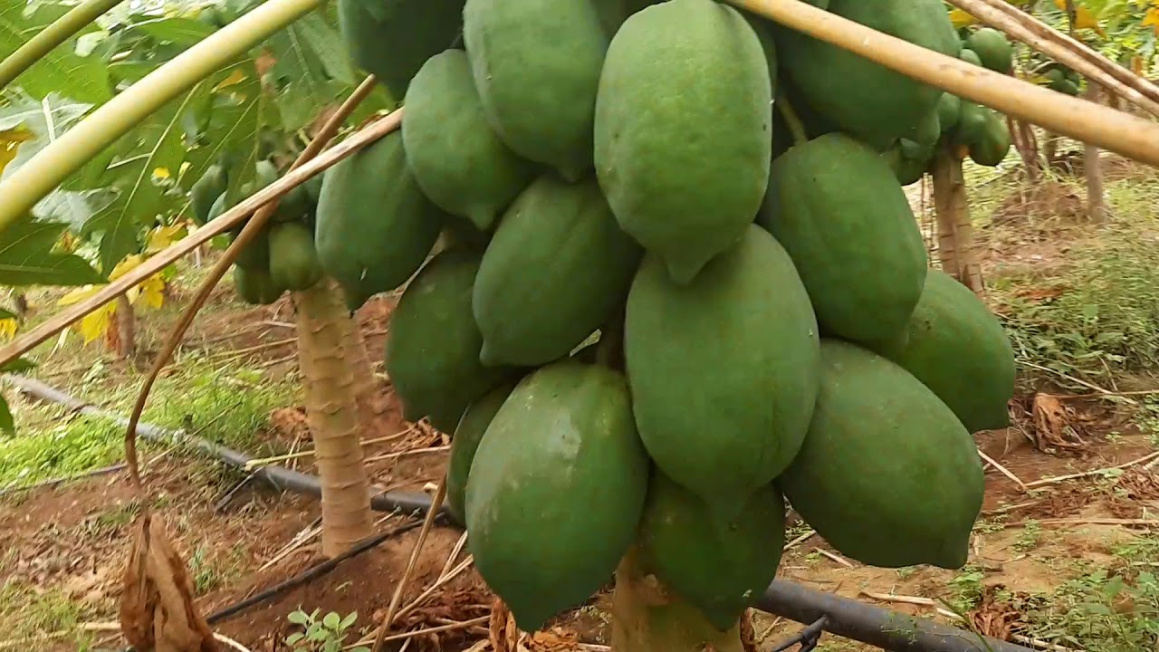 Red Lady Papaya Farming at Mahesana Guj in Satya Natural Supervision