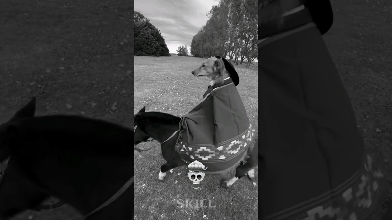 Girls With Dogs VS Boys With Dogs // Sigma Dog // Funk edit // Trollface // Viral // Tranding //