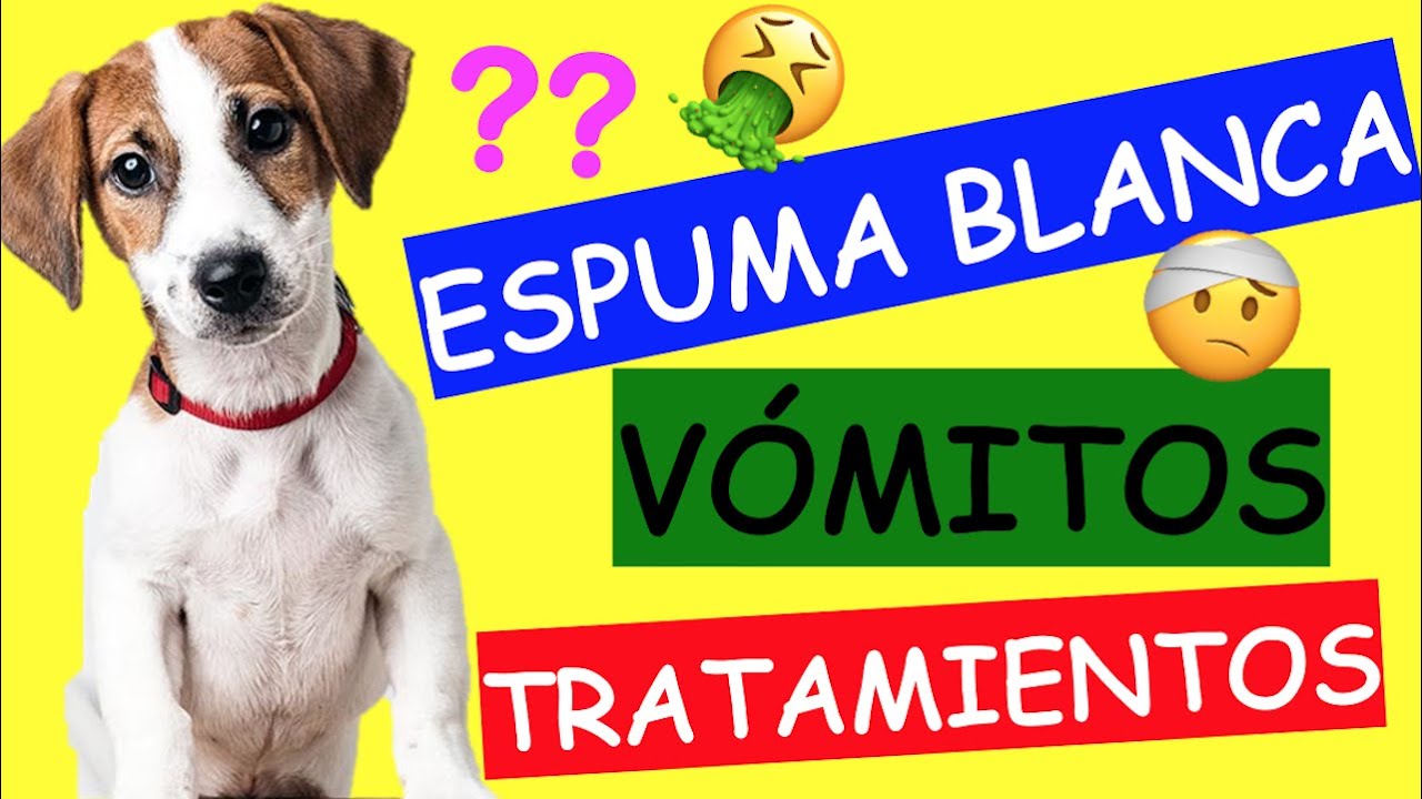 Mi Perro VOMITA ESPUMA BLANCA y NO QUIERE COMER