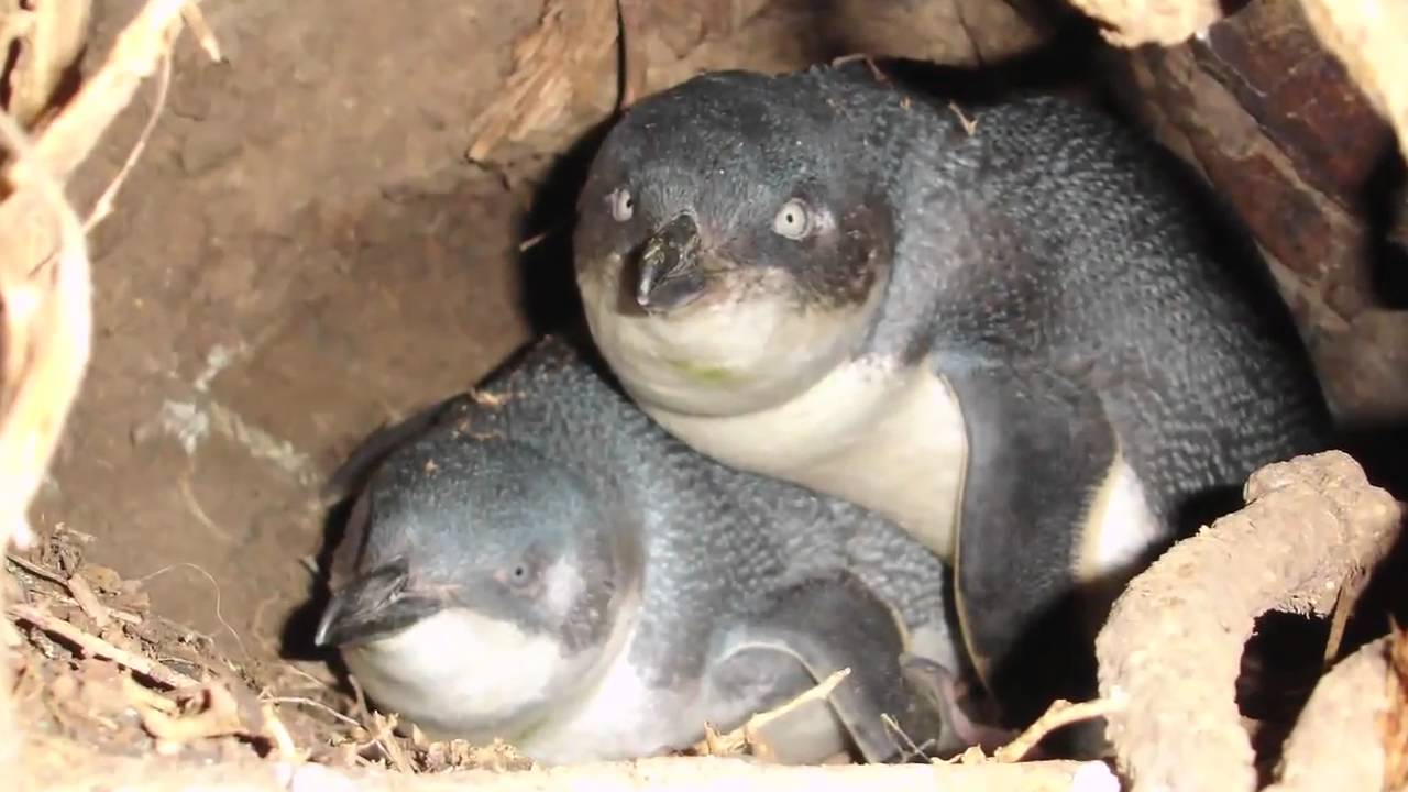 Matui/Somes Island Scientific and Historic Reserve