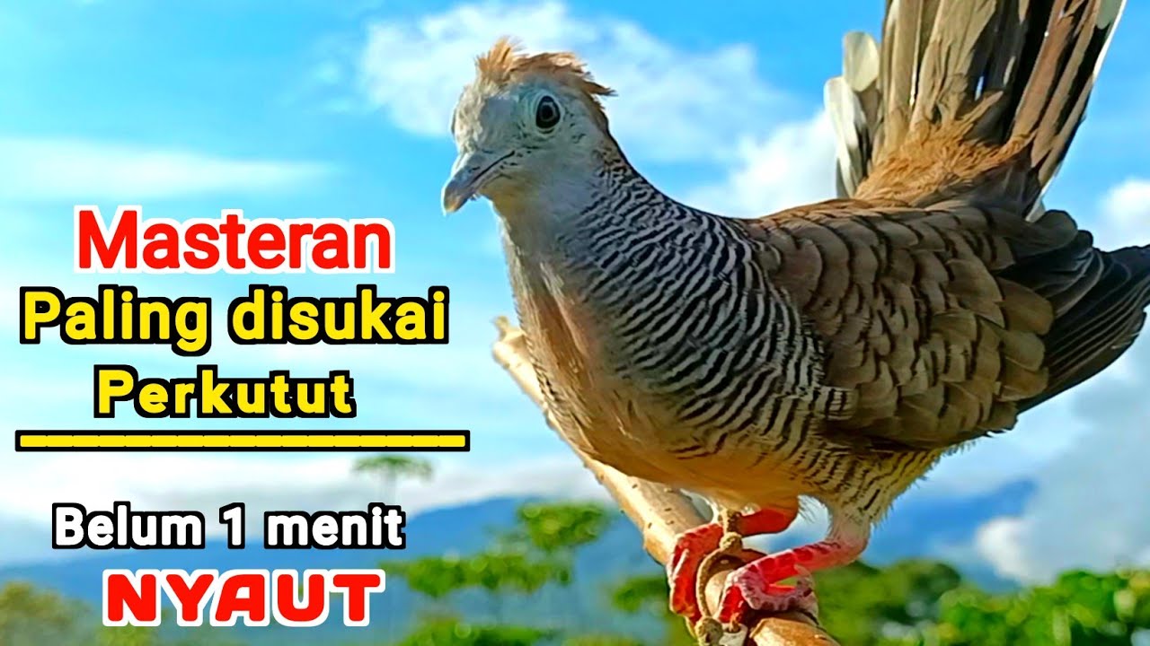 PERKUTUT LOKAL GACOR Raja Pikat Ahlinya Memancing Lawan Agar Bunyi