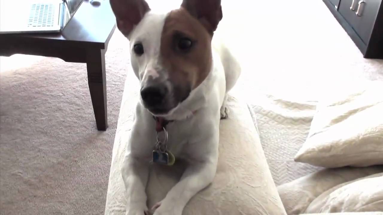 JACK RUSSELL TERRIER (JRT) -Dexter, Crazy Little Dog In The Big City; Home #4
