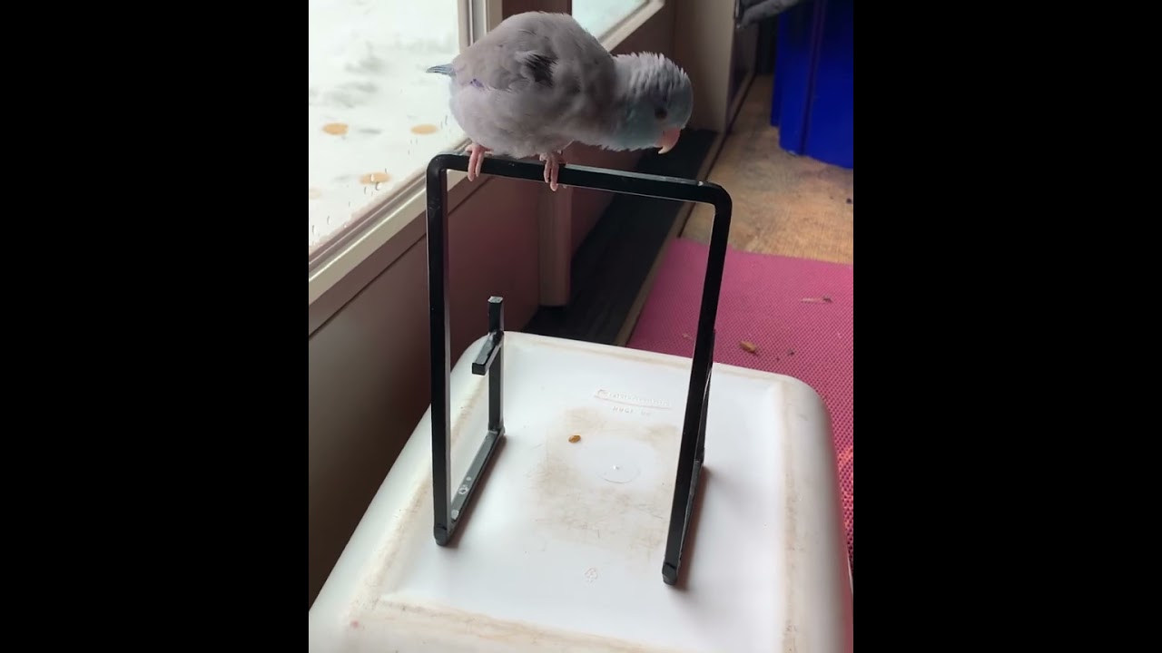 Talking Parrotlet Bluno Starz Saying lots of things.