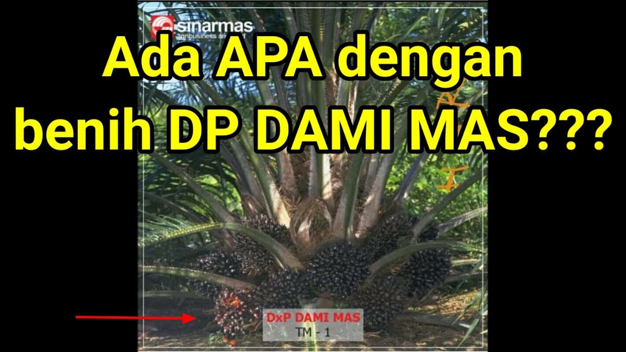 JENIS sawit KALANGAN KONGLOMERAT!!! UNBOXING KECAMBAH SAWIT DP DAMI MAS by SINARMAS