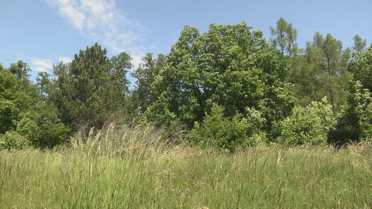 Hörndlwald Sommer 2020