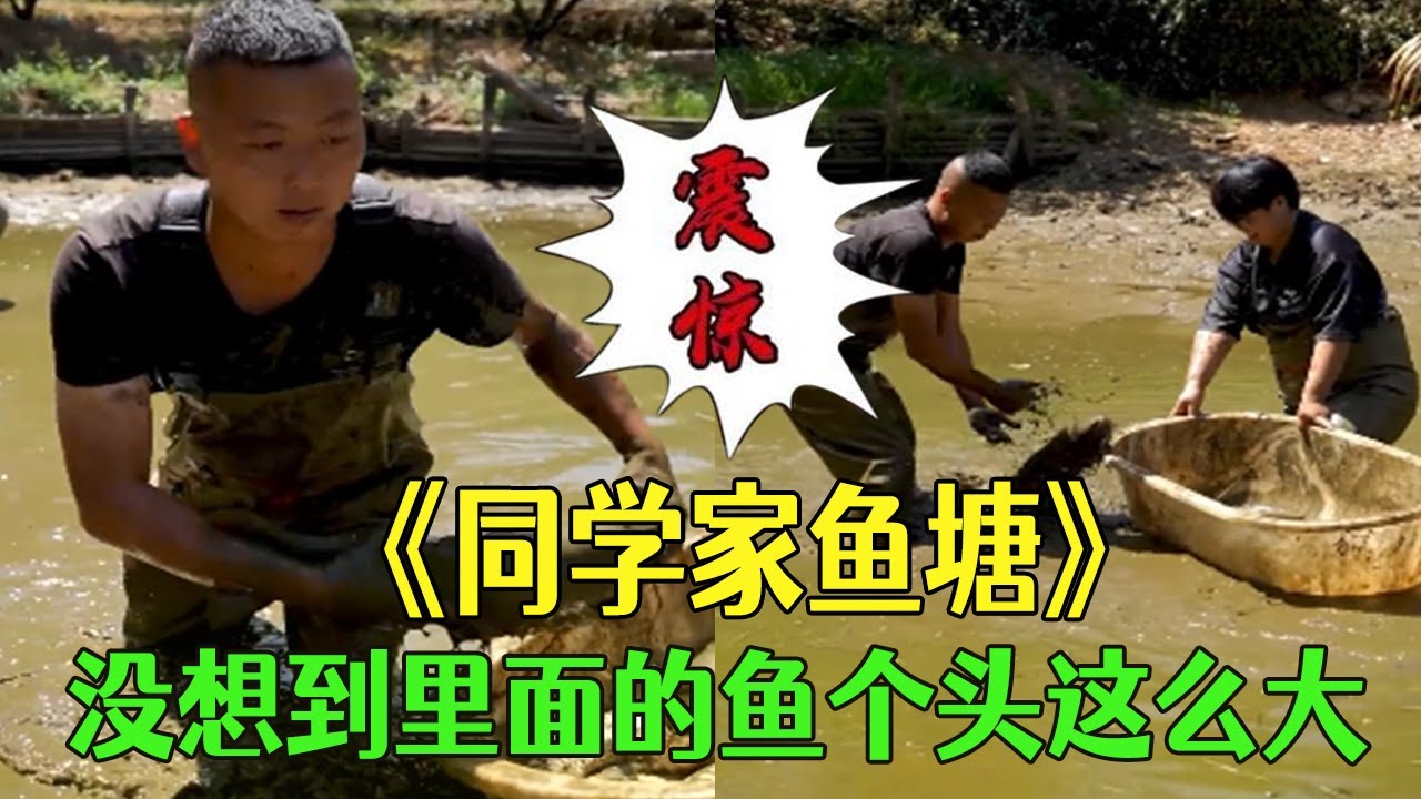 同學家的老魚塘，沒想到裏面的魚個頭這麽大 