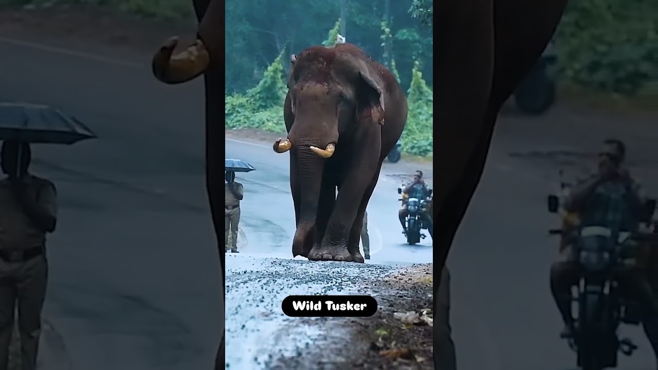 The Wild Tusker #shorts  #elephant #Abhimanyu elephant #arjuna