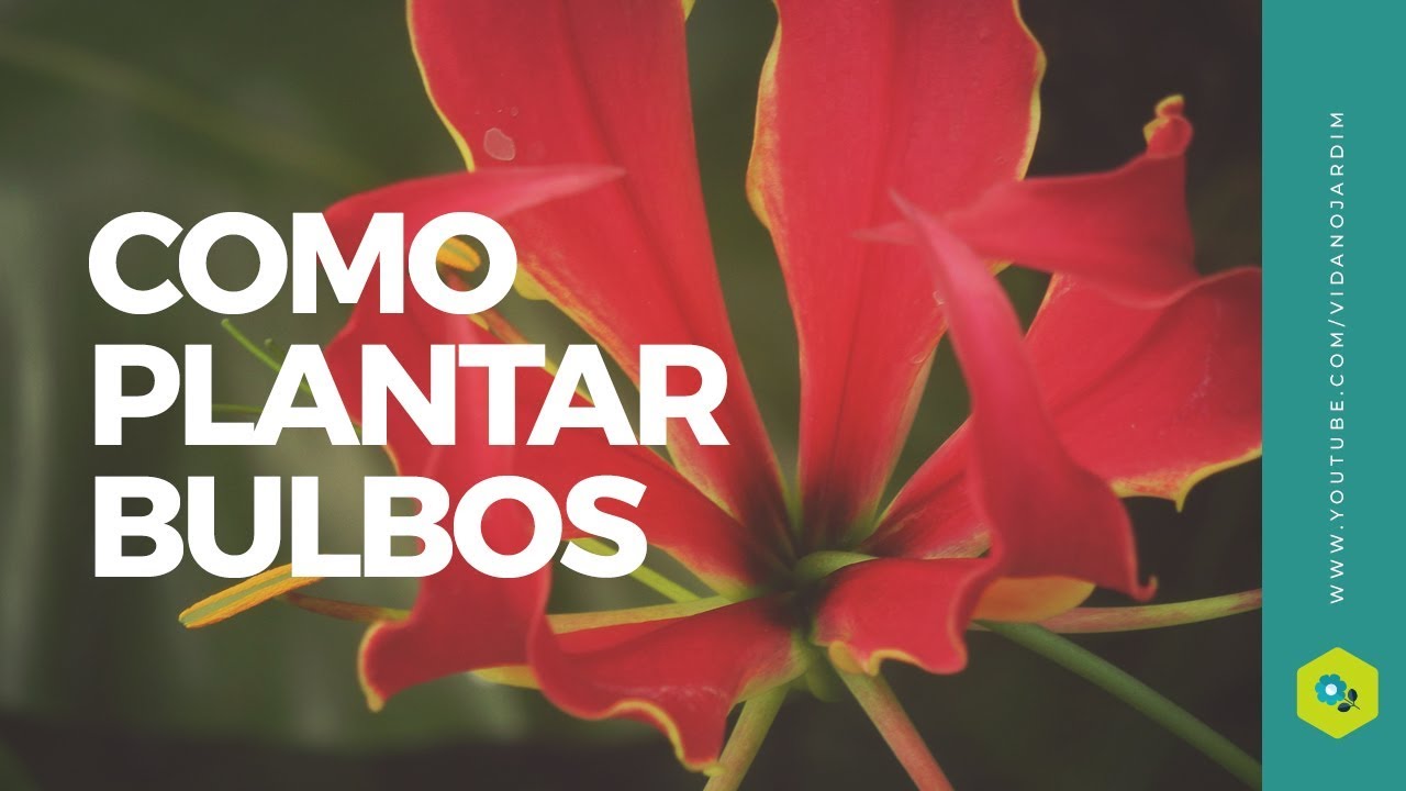 Como plantar bulbos da Angélica e Gloriosa ( Super fácil )