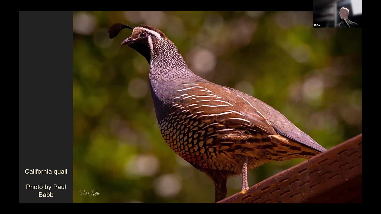RBDA 4/30/2025. Birds of Bonny Doon by Storey La Montagne & Grey Hayes, and Supervisors' update.