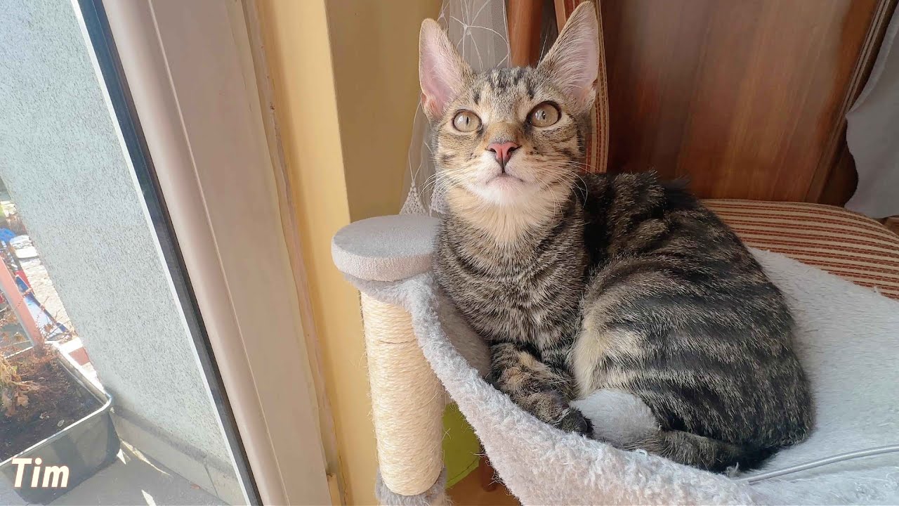 Purr Therapy #kitten #catvideos #cat