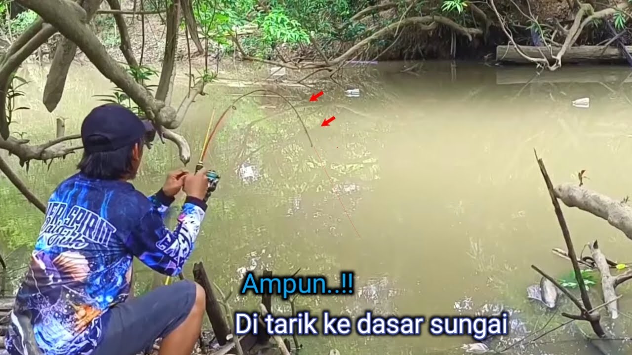Ganasnya..!! mancing baung raja saat sungai surut