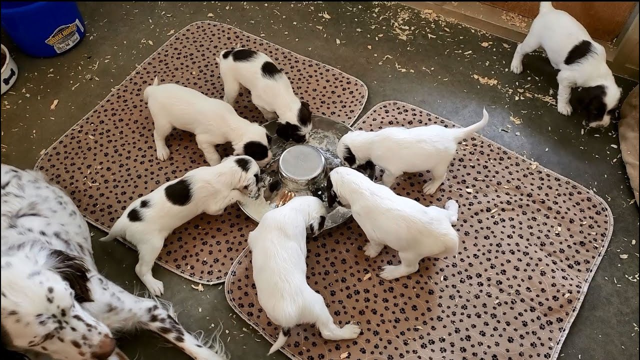 Litter AA - First Weaning Meal