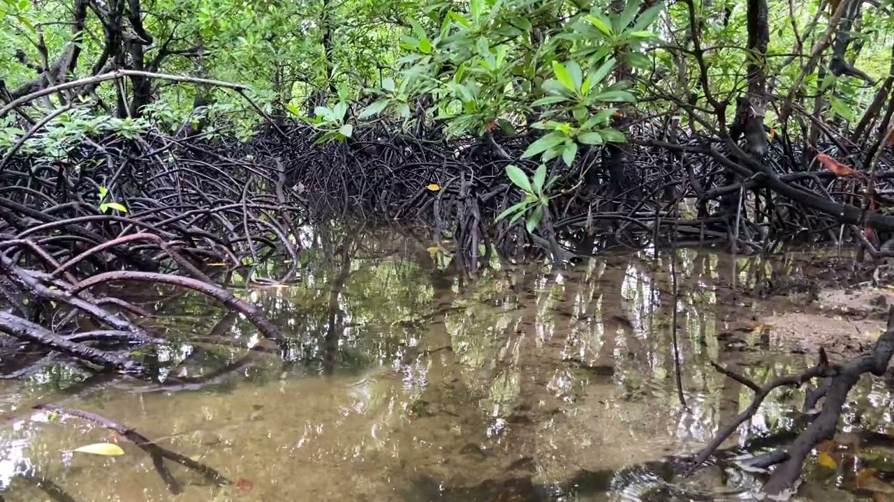 Peaceful Mangrove Forest | Natural Sounds for Sleep