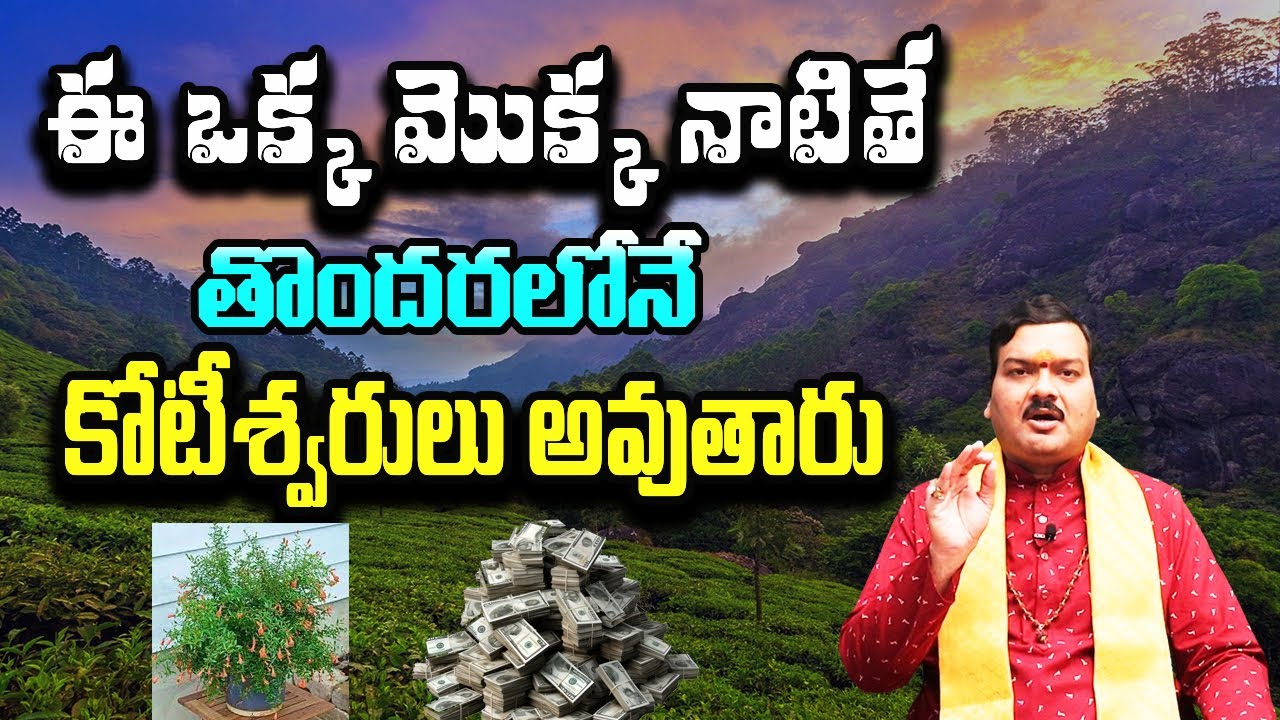 ఈ ఒక్క మొక్క నాటితే తొందరలోనే కోటీశ్వరులు అవుతారు | Machiraju Kiran Kumar