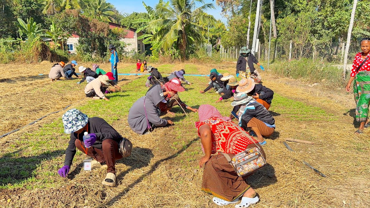 ចំការបន្លែជនភៀសសឹកចាប់ផ្តើមលូតលាស់ហើយ