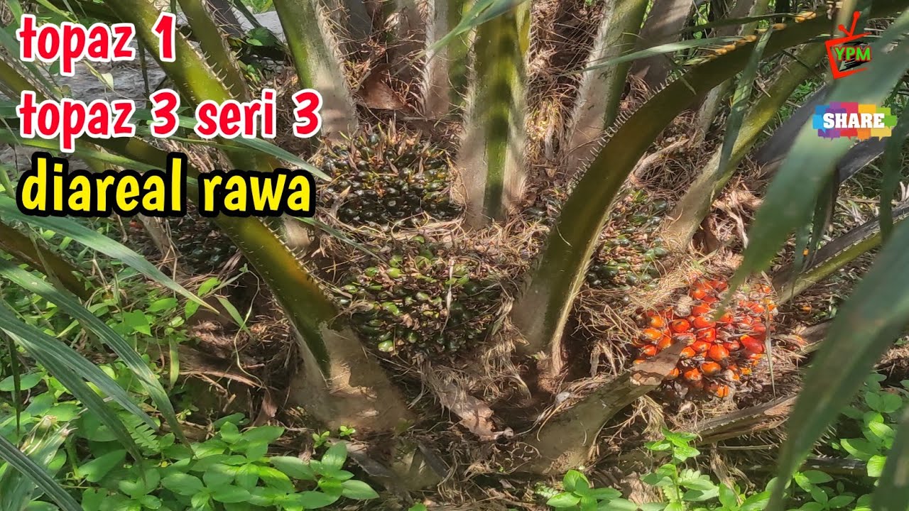 Pemeliharaan kebun kelapa sawit topaz yang terlantar