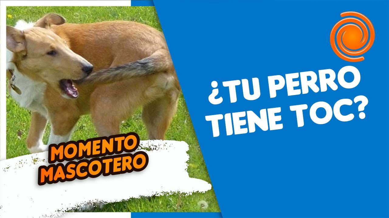Momento Mascotero: Los perros también desarrollan Trastorno Obsesivo Compulsivo o TOC