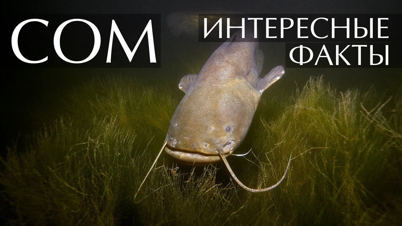 Сом - интересные факты