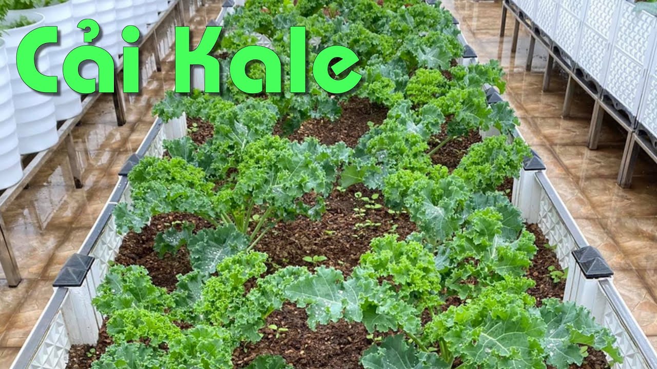 Cách Trồng Cải Kale Tại Nhà, Trồng 1 Lần Thu Hoạch Nửa Năm