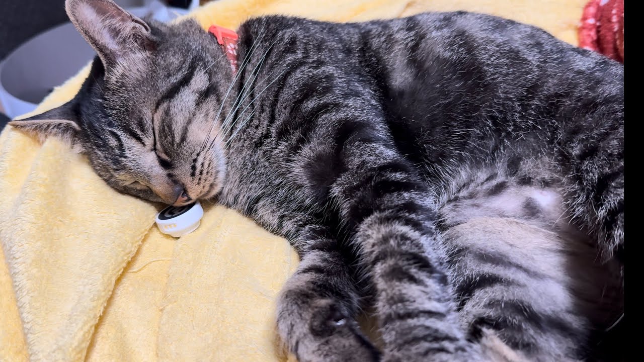 ニャンコの寝息をピンマイクで収録