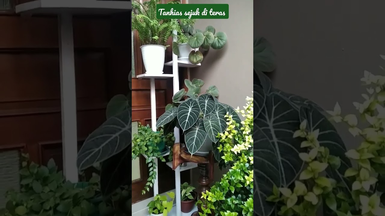 Tanaman hias sejuk di teras rumah #tanamanhias #sejuk #terasrumah #shorts