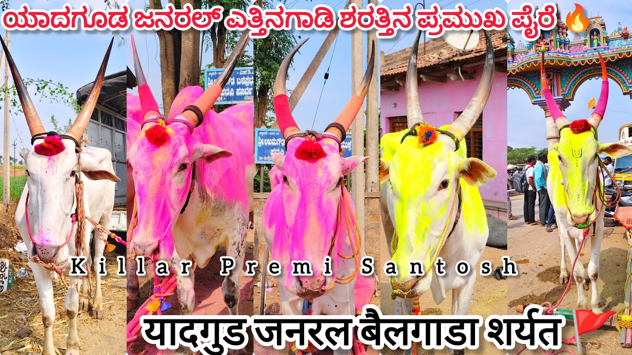 ಯಾದಗೂಡ ಜನರಲ್ ಎತ್ತಿನಗಾಡಿ ಶರತ್ತಿನ ಪ್ರಮುಖ ಪೈರೆ ||यादगुड जनरल बैलगाडा शर्यत 🔥🚩